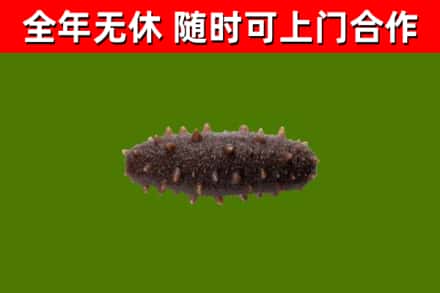 巴彦淖尔烟酒回收干海参.jpg
